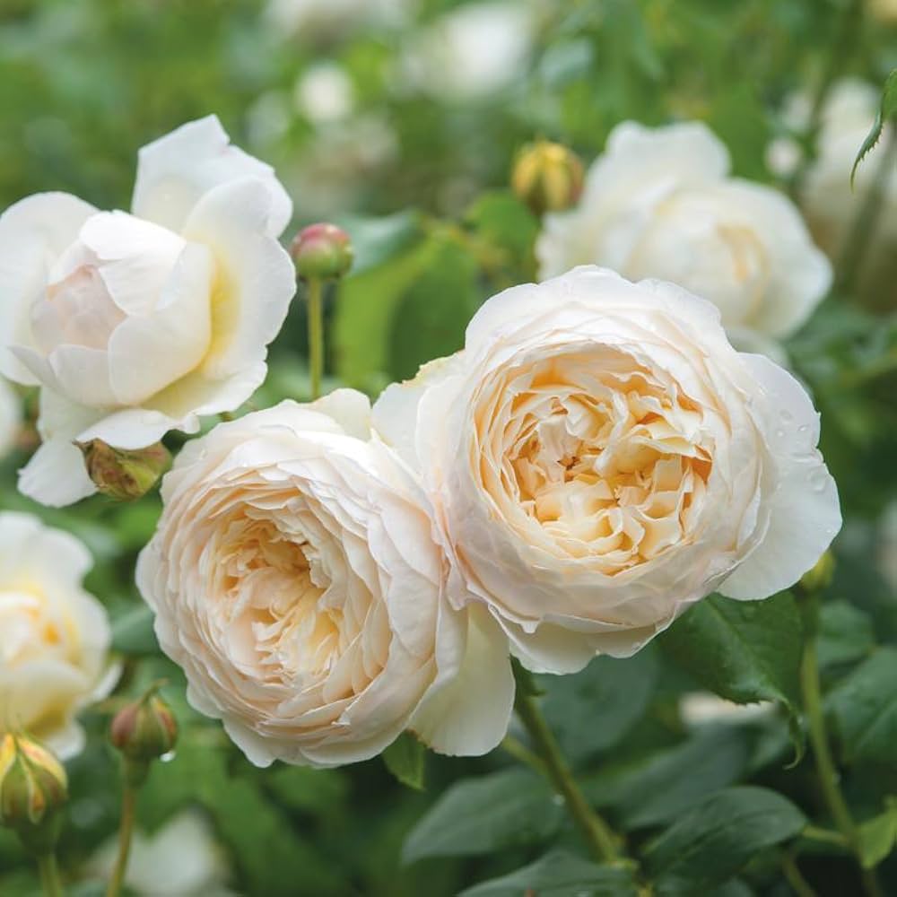 Rose Mixed Rose Flower - for planting in home garden